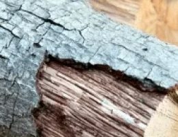 Лиственные породы дров сосны